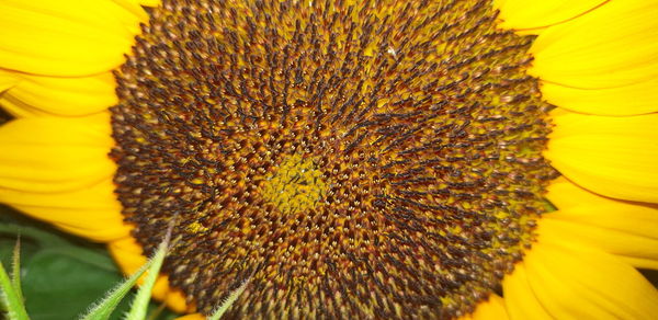 Close-up of sunflower