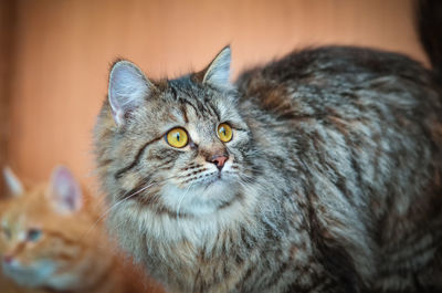 Close-up portrait of a cat