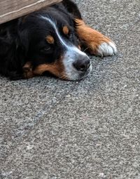 High angle view of dog lying down