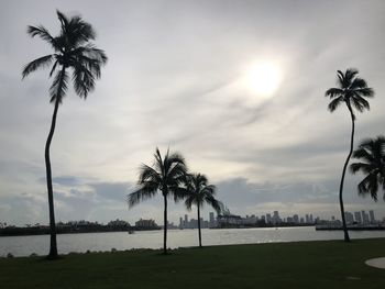 Palm trees on beach against sky