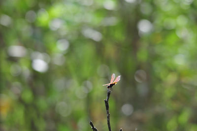 Close-up of plant