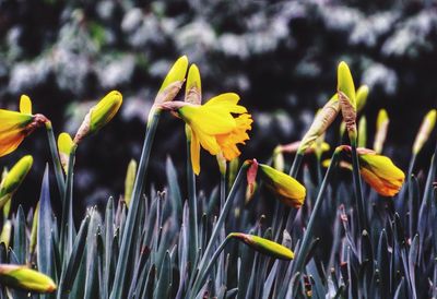 Close-up of yellow flowers growing in field