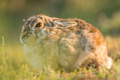 Close-up of an animal on field