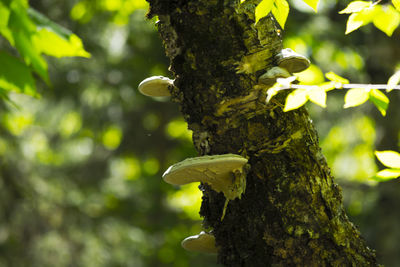 Close-up of tree trunk