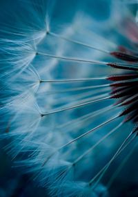 Close-up of dandelion flower