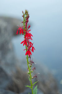 Close-up of red flowers