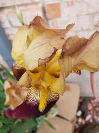 Close-up of wilted flower on plant