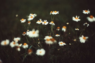 Close-up of white flowering plants on field