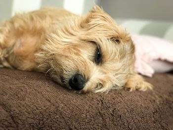 Close-up of puppy sleeping at home