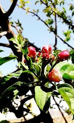 Close-up of red berries growing on tree