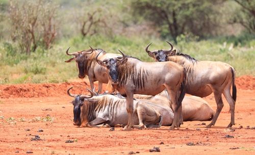 A group of gnus, tsavo west, kenya