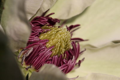 Close-up of pink flowers