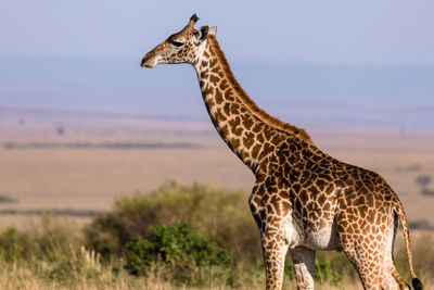 Giraffe standing on land against the sky