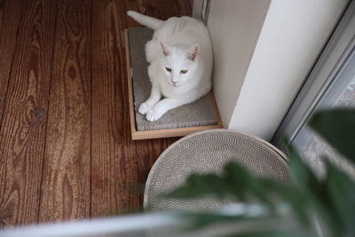 Portrait of cat relaxing on seat