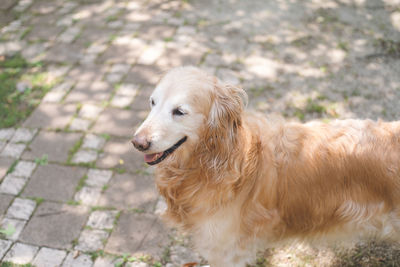 Pet cute large breed golden retriever, hair color light cream, old dog, 11 years old, female.