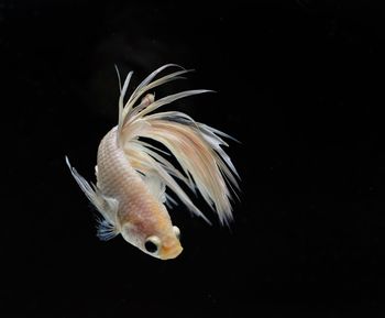Close-up of fish swimming in sea
