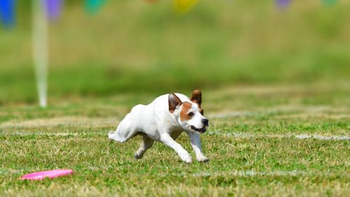 Dog puppy on grass