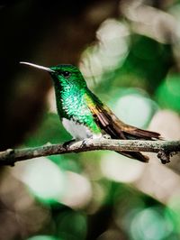 Close-up of bird perching on tree