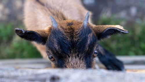 Close-up of an animal