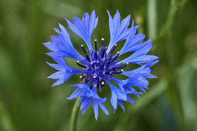 Cornflower in bloom in the garden