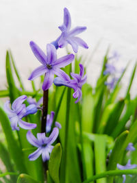 Close-up of purple flowering plant