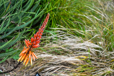 Close-up of plants growing on field