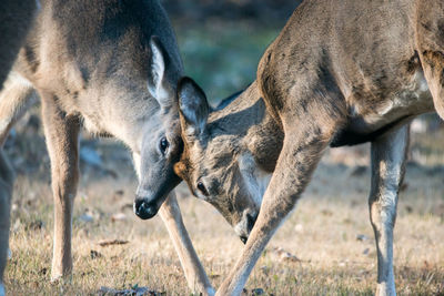 Close-up of deer standing on field