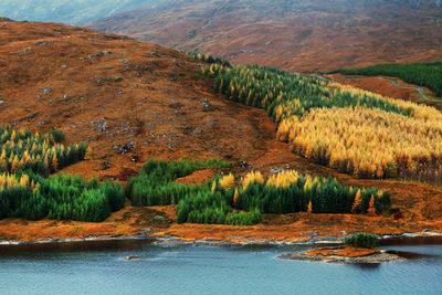 Trees growing on mountain by lake