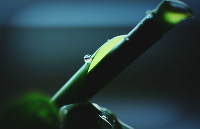 Close up of green plant