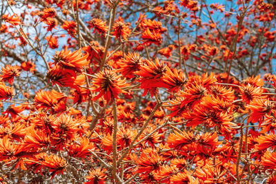 Close-up of red n orange flowering plants