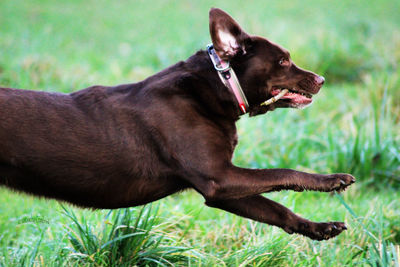 Close-up of dog on field