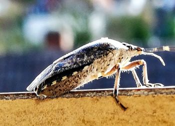 Close-up of butterfly