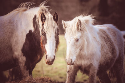 Close-up of horses on field