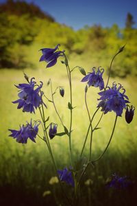 Close-up of purple flowers blooming
