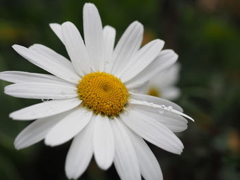 Close-up of white daisy