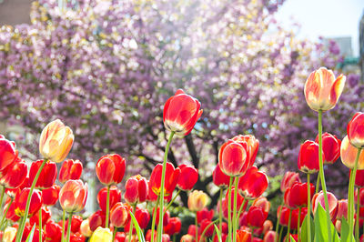 Close-up of red tulips