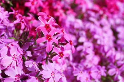 Close-up of pink flowers blooming outdoors