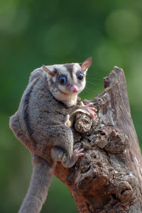 Close-up of squirrel on tree trunk