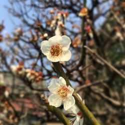 Close-up of apple blossoms in spring