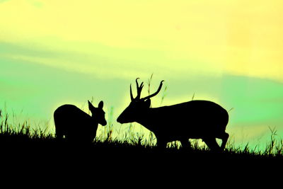 Silhouette deer on field against sky during sunset
