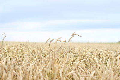 Wheat crops growing at farm against cloudy sky