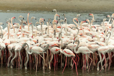 Flock of birds in lake