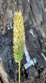 Close-up of plant