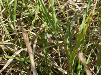 Full frame shot of plants on land