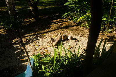 High angle view of bird on plants