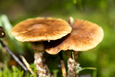 Close-up of mushroom growing on field