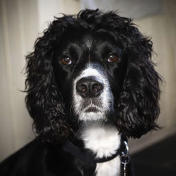 Close-up portrait of black dog