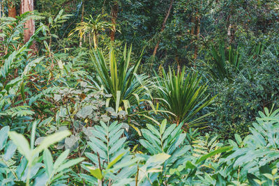 Close-up of fresh green plant in forest