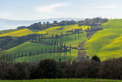 Scenic view of agricultural field against sky