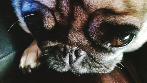 Close-up portrait of a dog